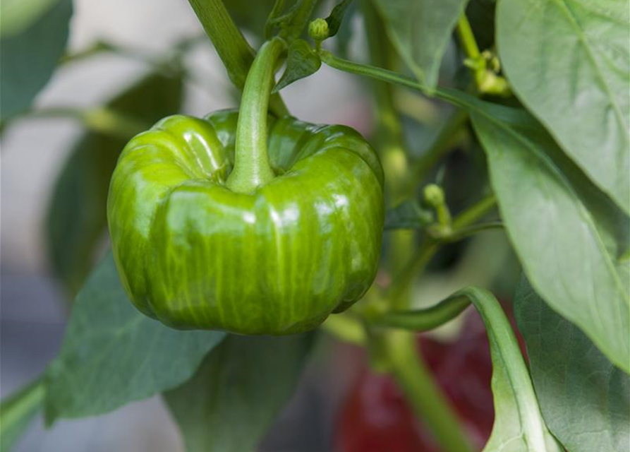 Capsicum annuum Mix