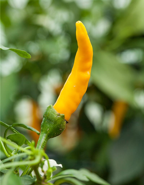 Capsicum baccatum Lemon Drop