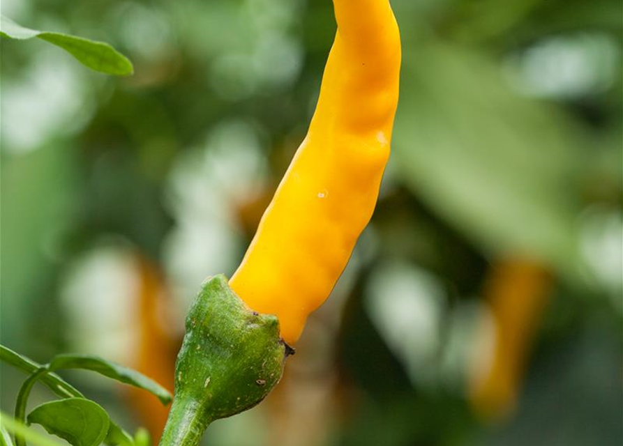 Capsicum baccatum Lemon Drop