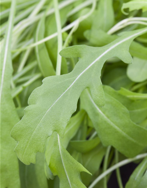 Rucola