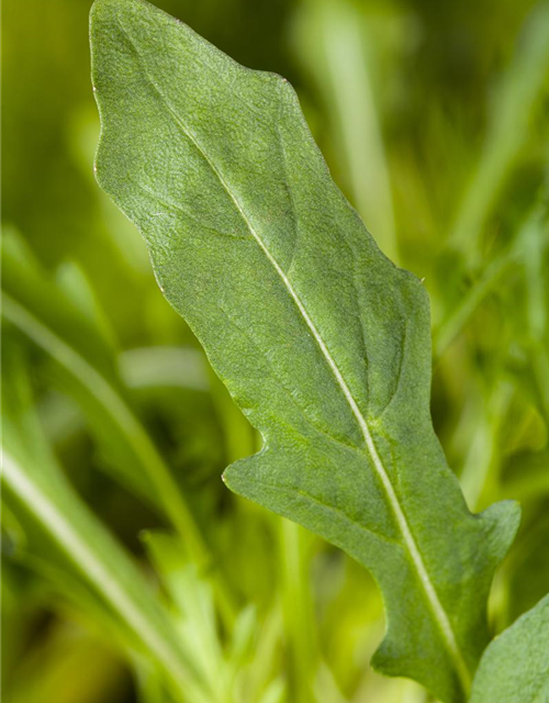 Rucola