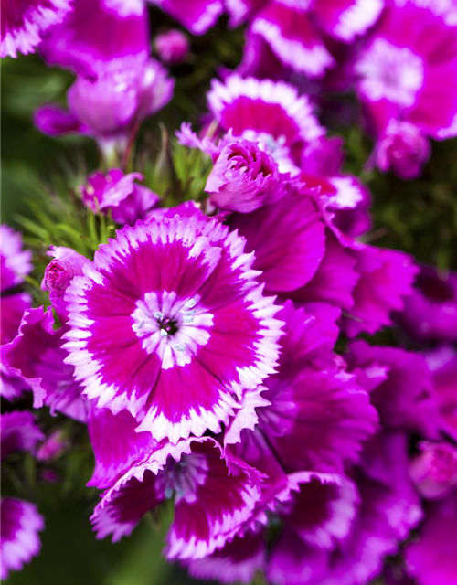 Dianthus barbatus Mix