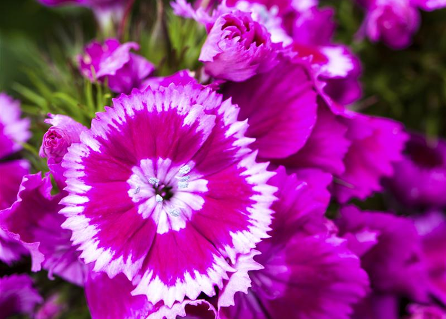 Dianthus barbatus Mix