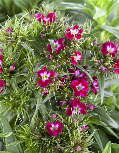 Dianthus barbatus Mix