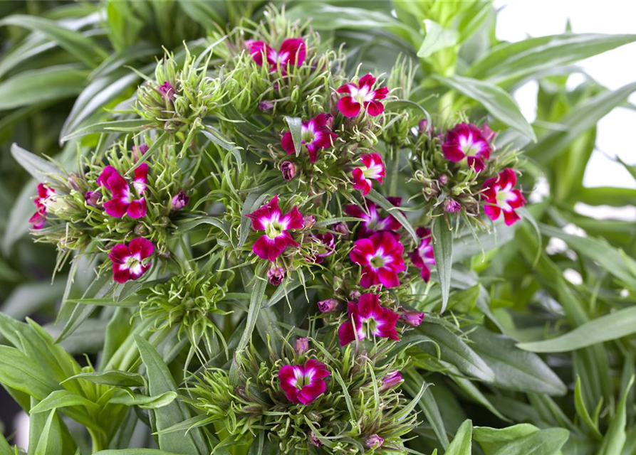 Dianthus barbatus Mix