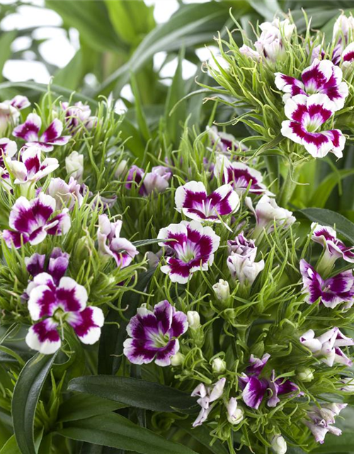 Dianthus barbatus Mix