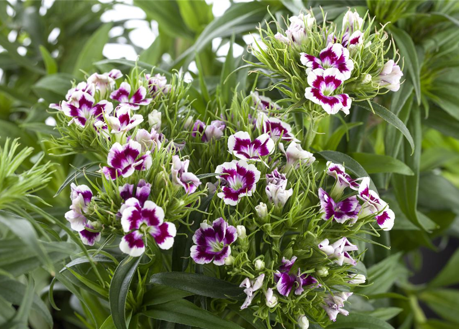 Dianthus barbatus Mix