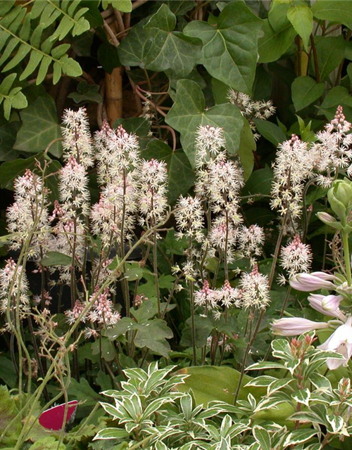 Tiarella laciniata Spring Symphony