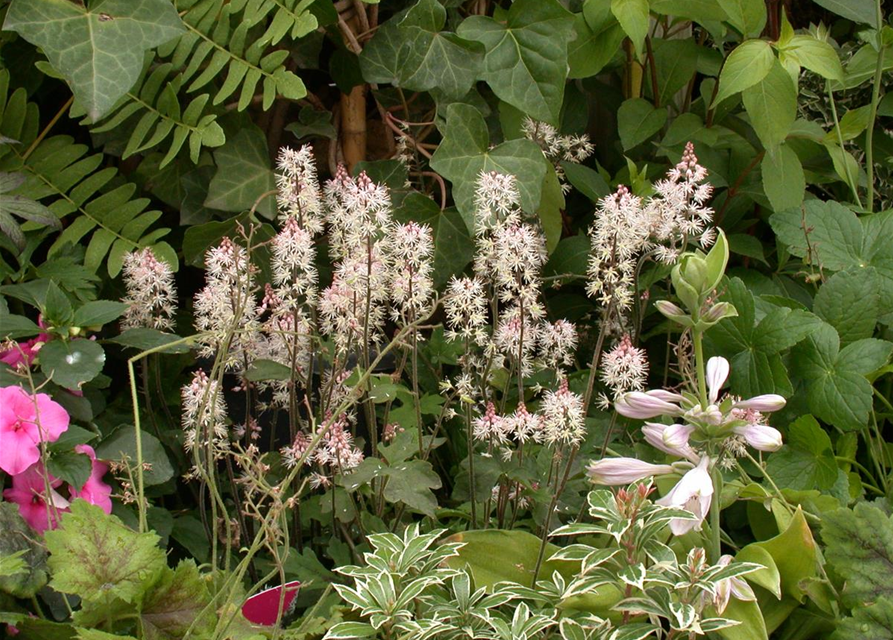 Tiarella laciniata Spring Symphony