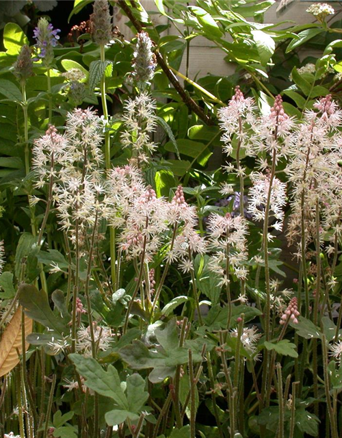 Tiarella laciniata Spring Symphony