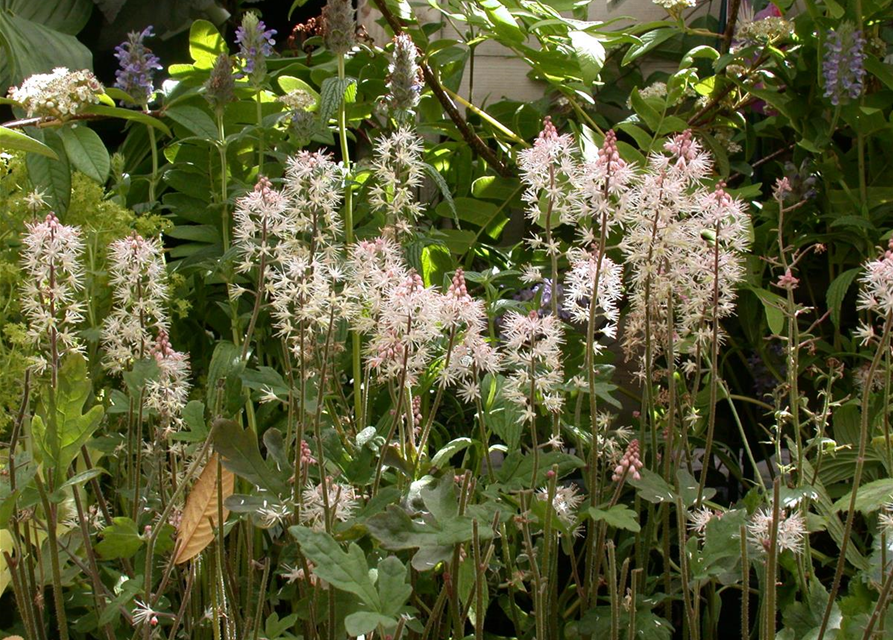 Tiarella laciniata Spring Symphony