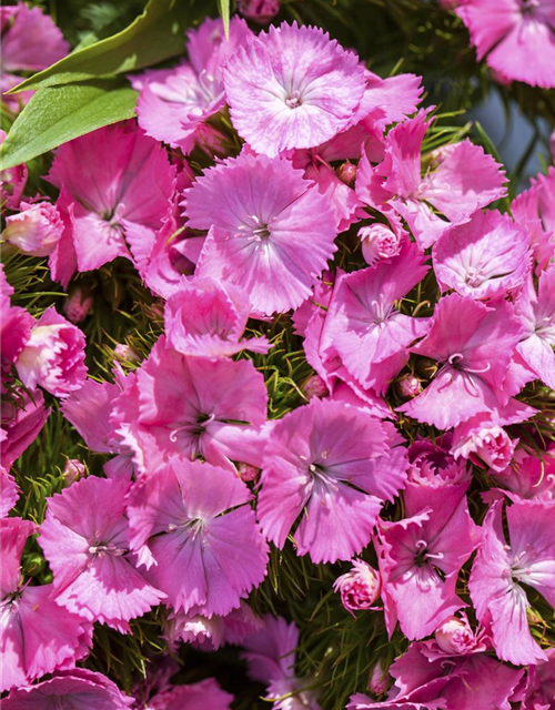 Dianthus barbatus Mix