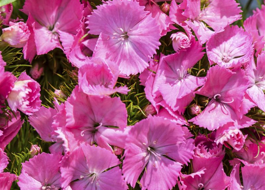 Dianthus barbatus Mix