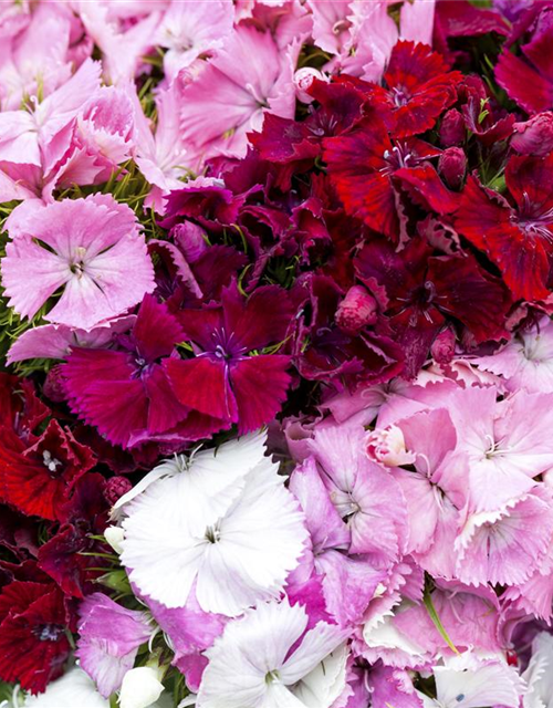 Dianthus barbatus Mix