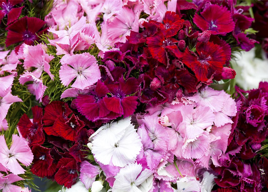 Dianthus barbatus Mix