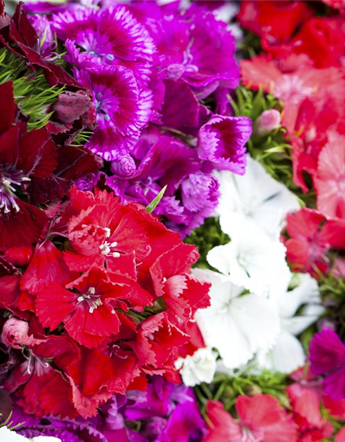 Dianthus barbatus Mix