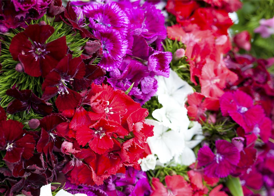 Dianthus barbatus Mix