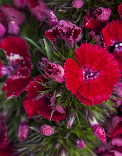 Dianthus barbatus Mix