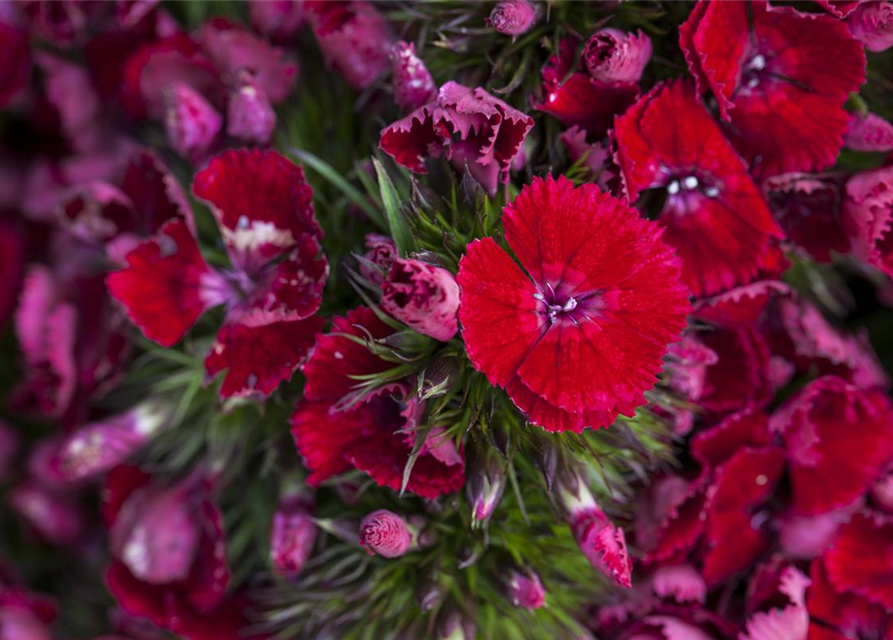 Dianthus barbatus Mix