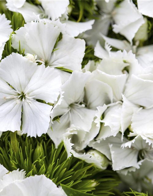 Dianthus barbatus Mix