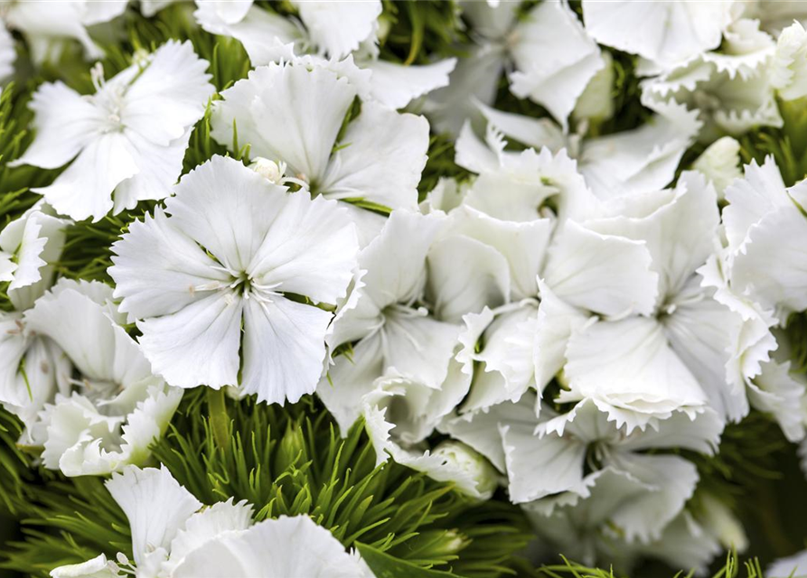 Dianthus barbatus Mix