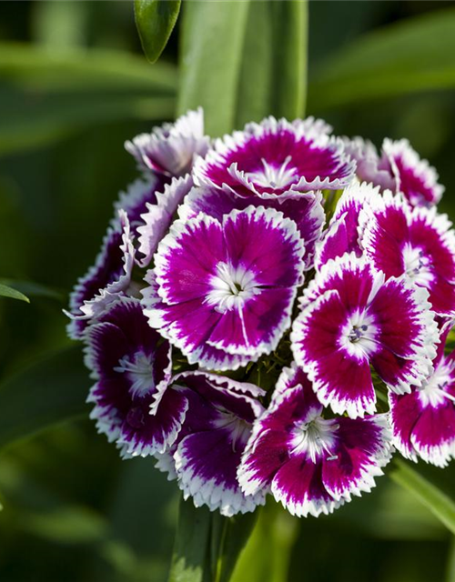 Dianthus barbatus Mix