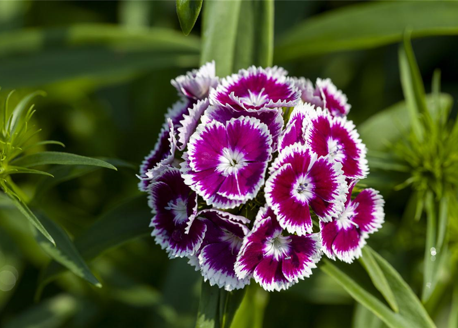 Dianthus barbatus Mix