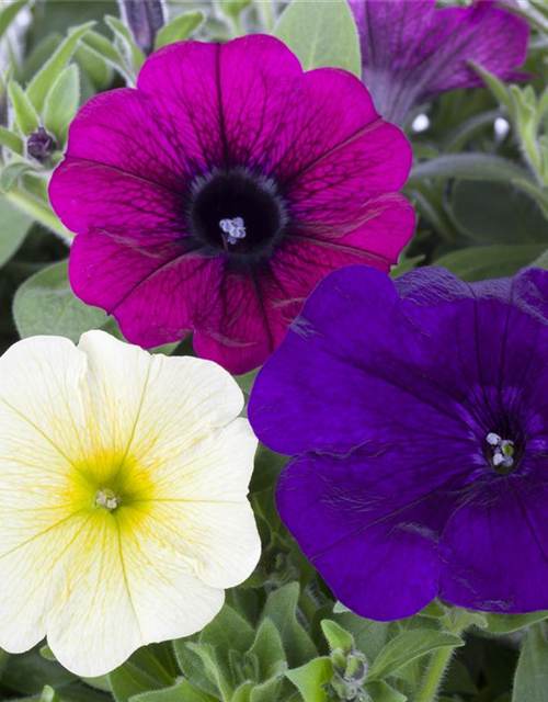 Petunia Hybriden hängend