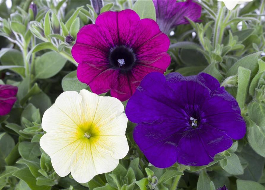 Petunia Hybriden hängend