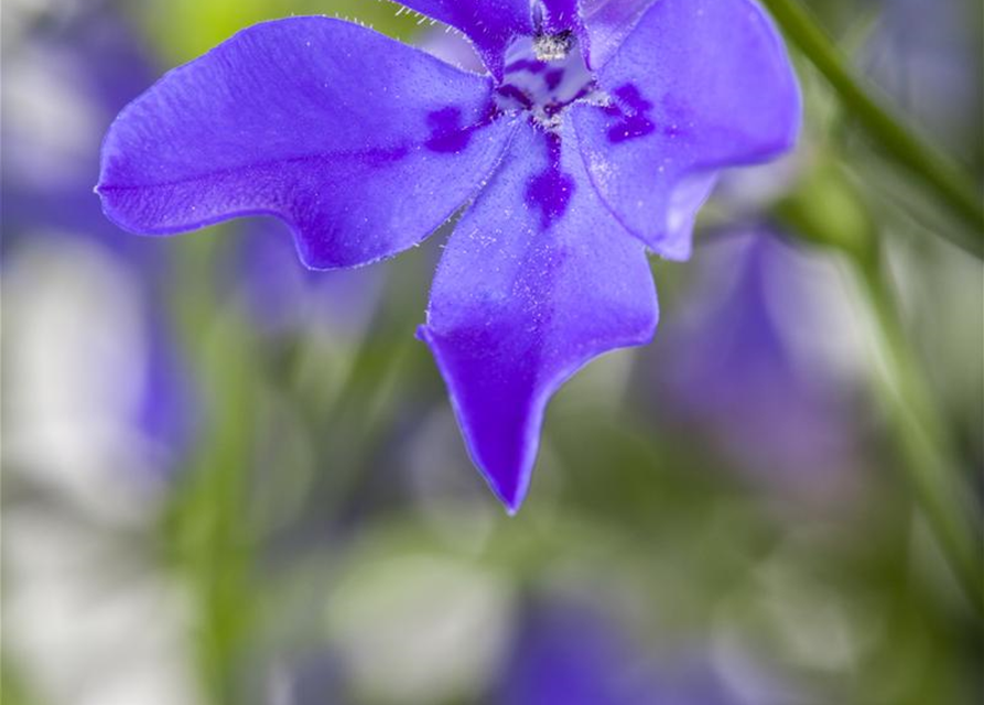 Lobelia erinus