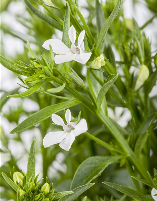 Lobelia erinus