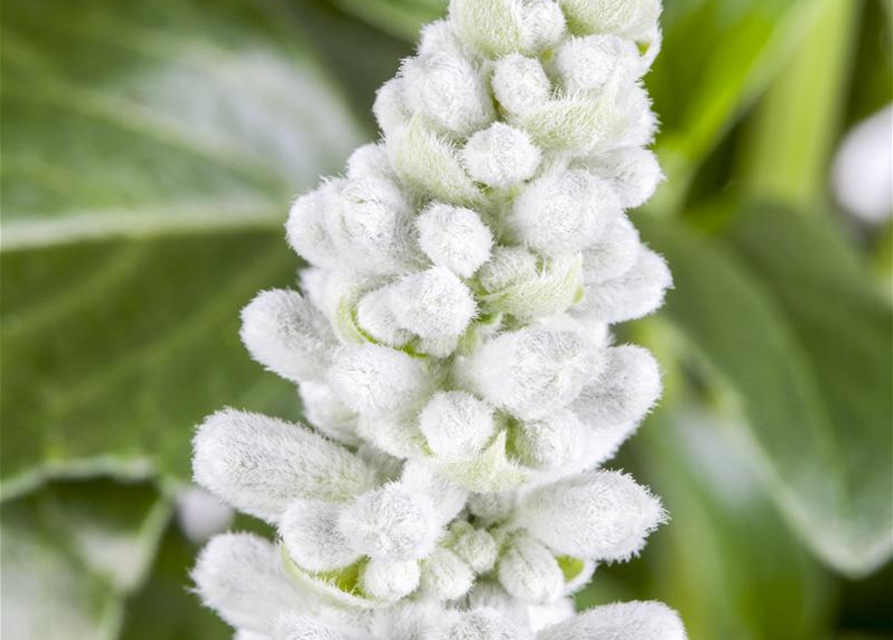 Salvia farinacea