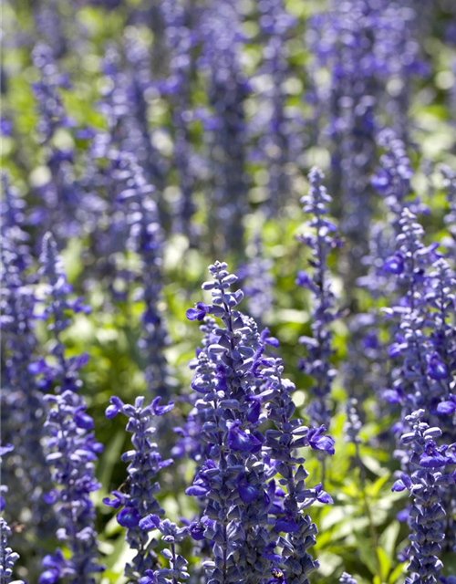 Salvia farinacea