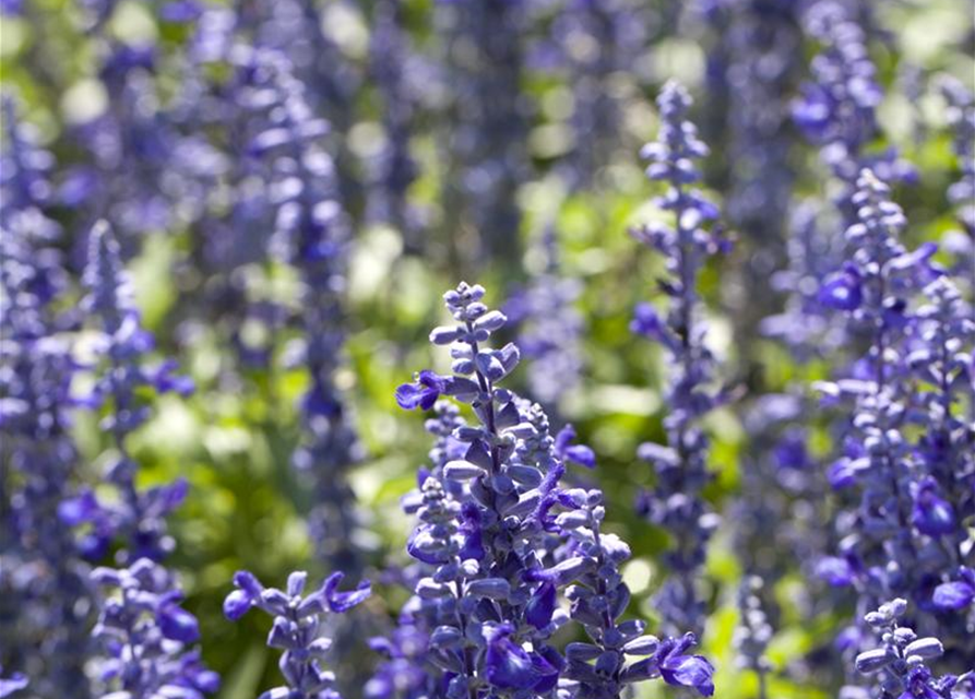 Salvia farinacea