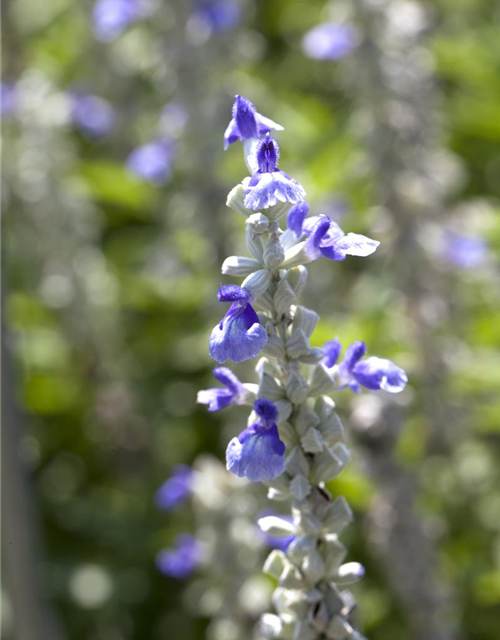 Salvia farinacea