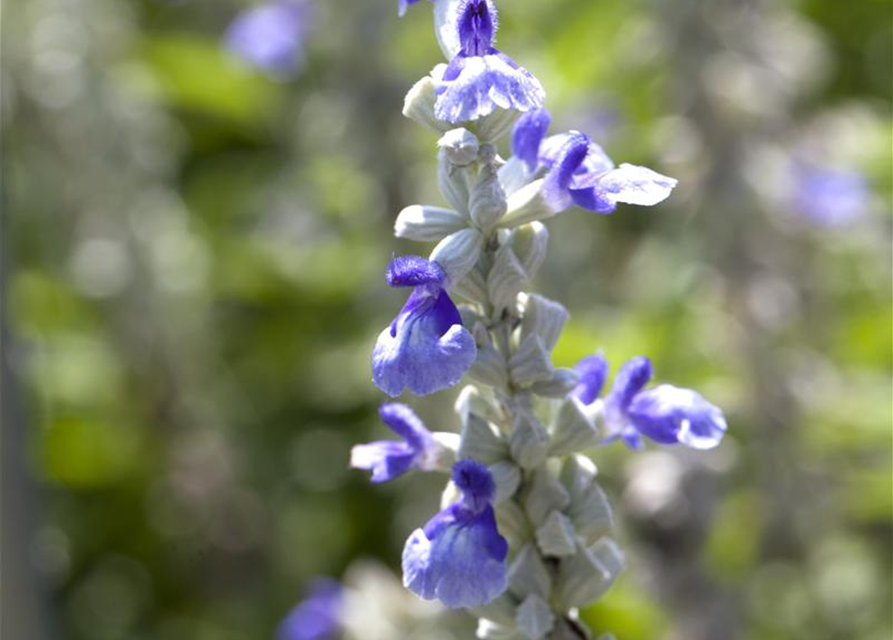 Salvia farinacea