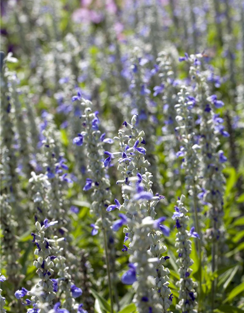 Salvia farinacea