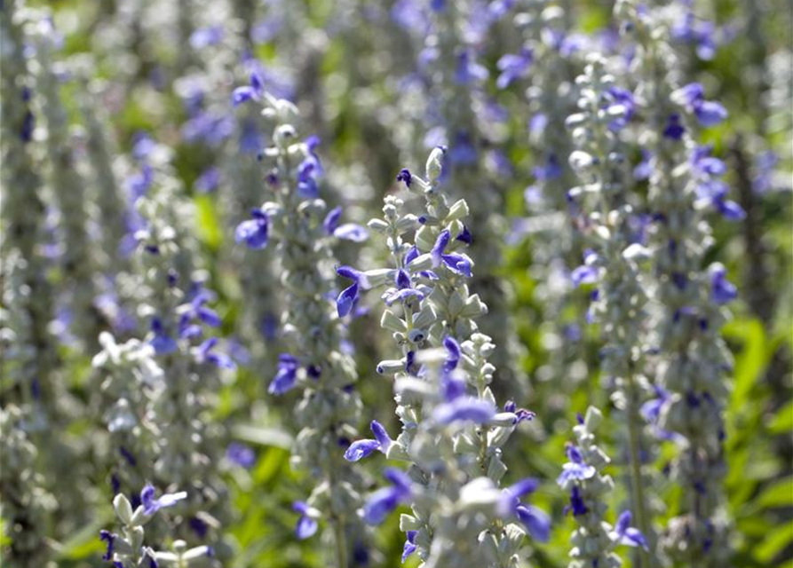 Salvia farinacea