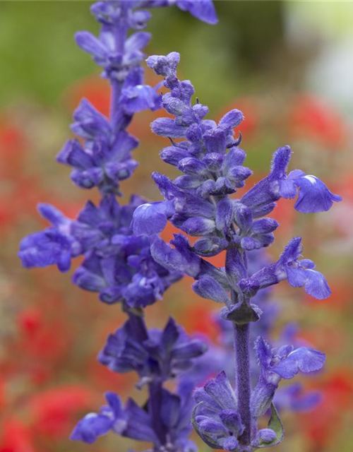 Salvia farinacea