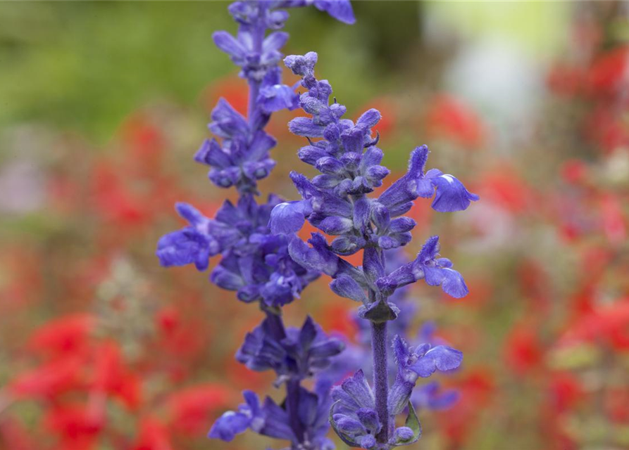 Salvia farinacea