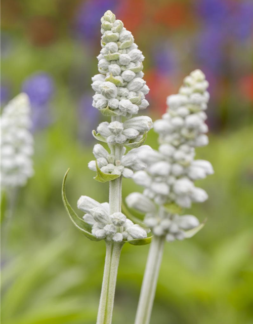 Salvia farinacea