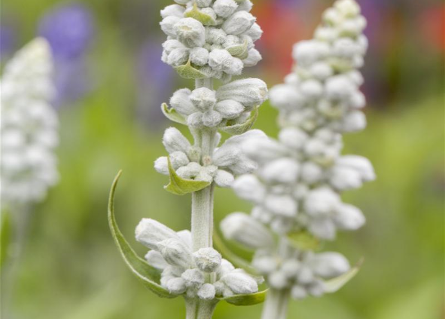 Salvia farinacea