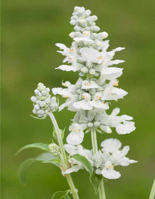 Salvia farinacea