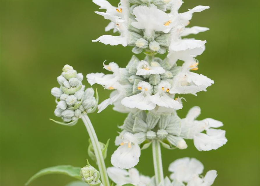 Salvia farinacea