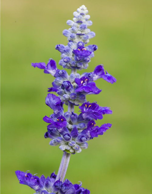 Salvia farinacea