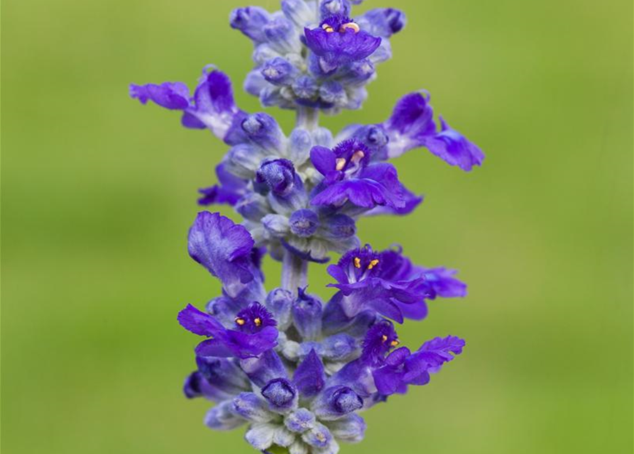 Salvia farinacea