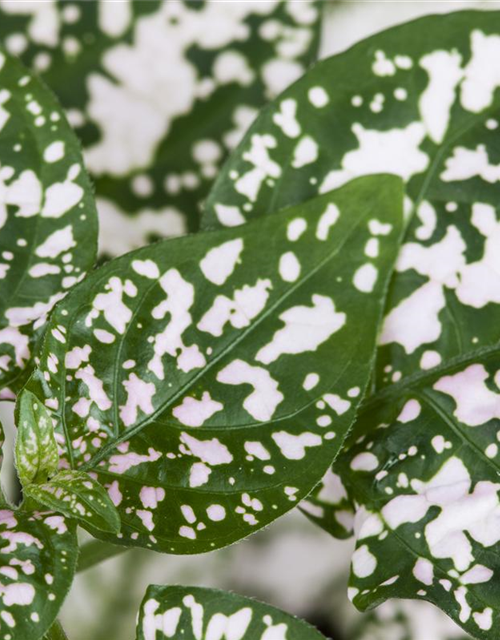 Hypoestes phyllostachya