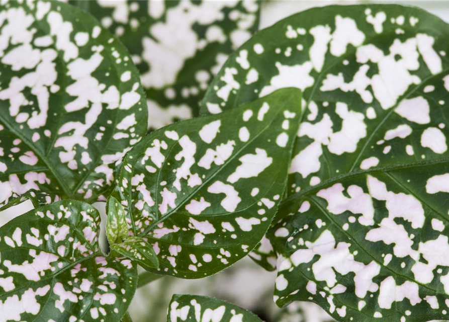 Hypoestes phyllostachya