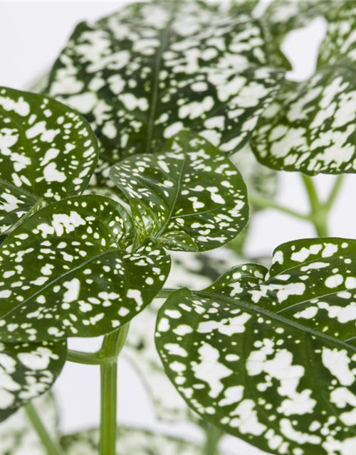 Hypoestes phyllostachya