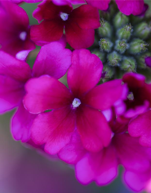 Verbena hybride